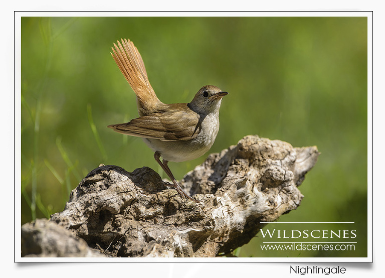 bird photography in Spain