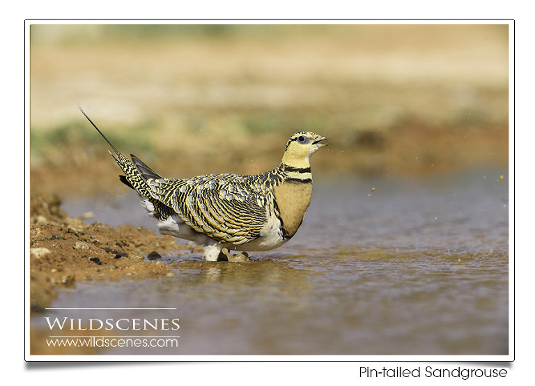 Yorkshire wildlife photographer