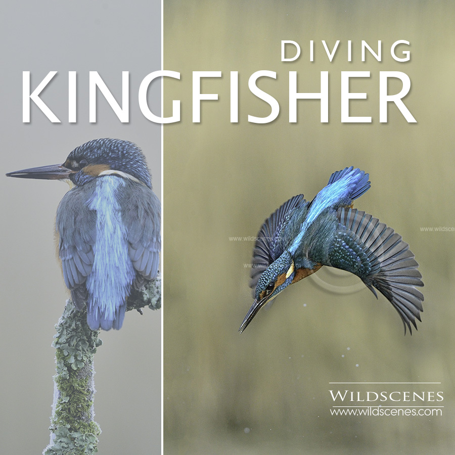 diving kingfisher