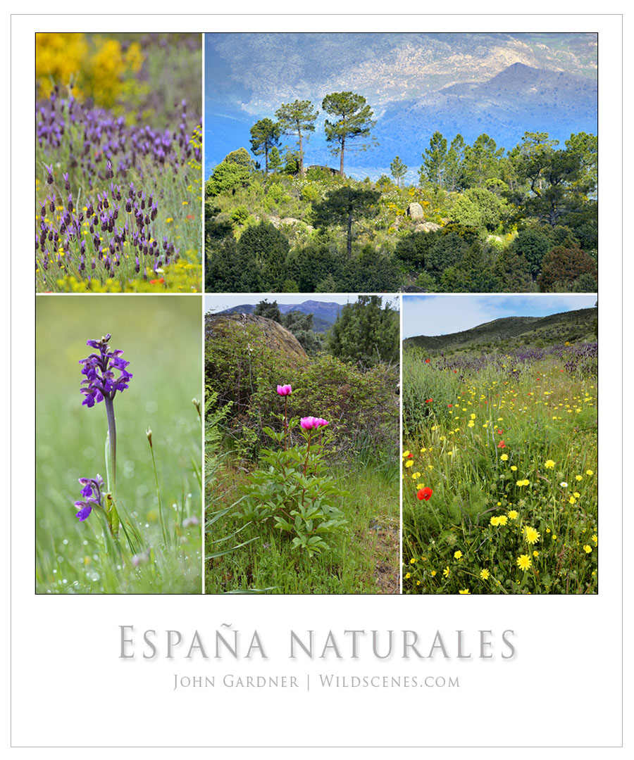 wildlife photography in Spain