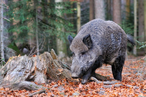 Wildlife photographer in West Yorkshire